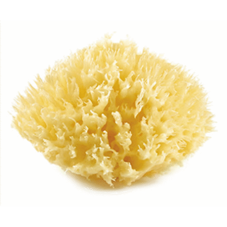 Eponge de mer Honeycomb